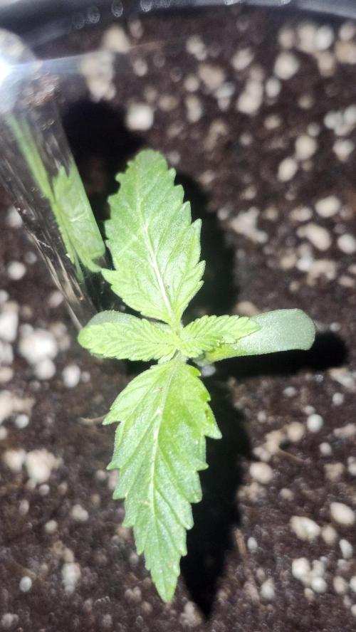 Defiant RDxO (Grow along  Redo). Week 0 - 01/24