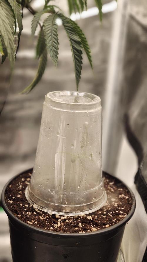 Defiant RDxO (Grow along  Redo). Week 0 - 01/24