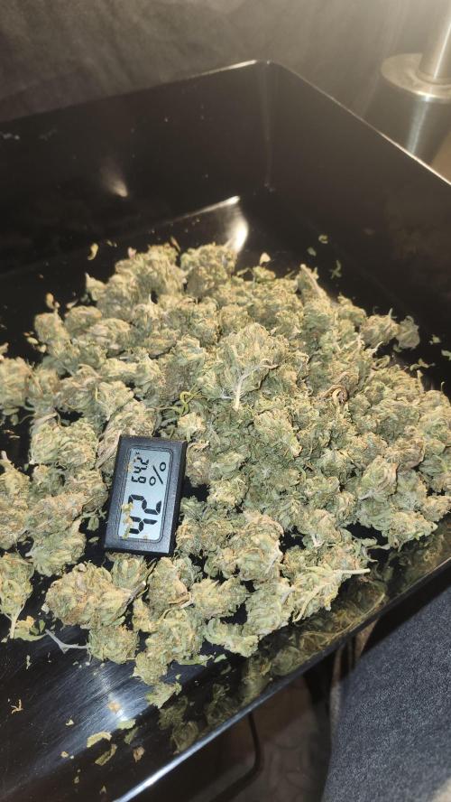 HAZE DRIP!!!. Week 28 - 01/26