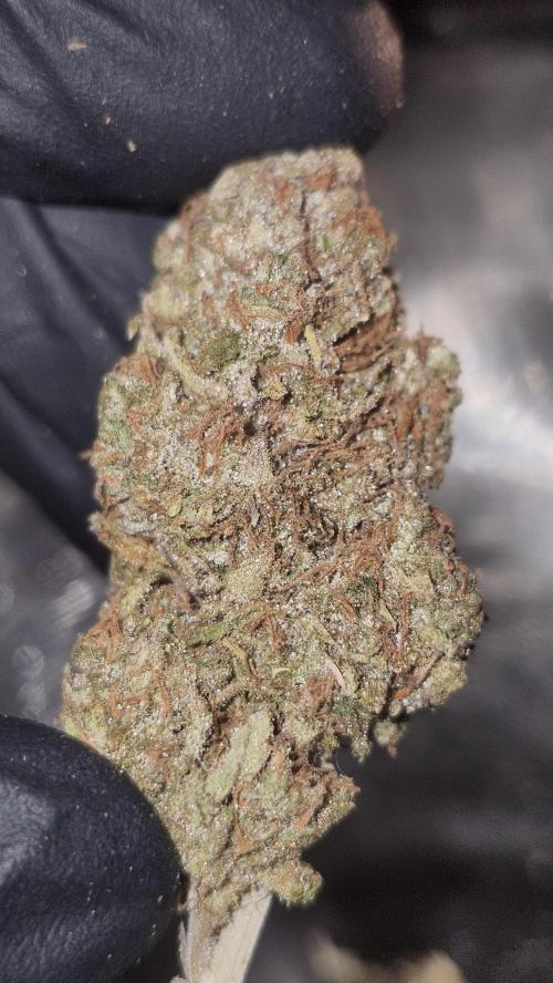 HAZE DRIP!!!. Week 28 - 01/26