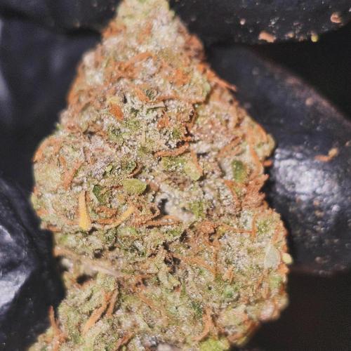 HAZE DRIP!!!. Week 28 - 01/26