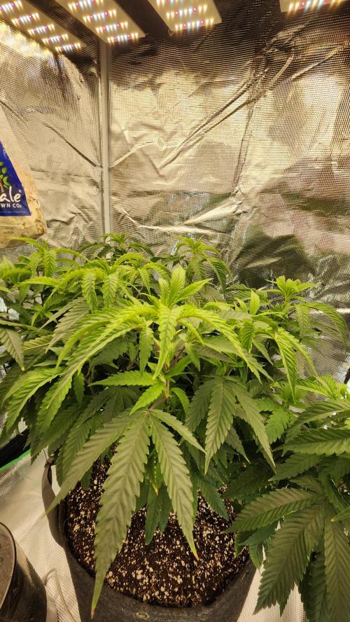 Grapeppy Grape!!. Week 17 - 01/26