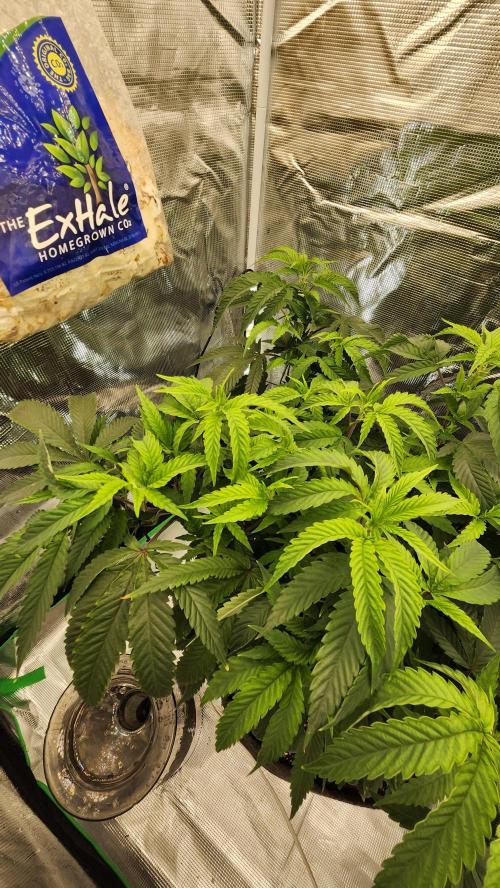 Grapeppy Grape!!. Week 17 - 01/26