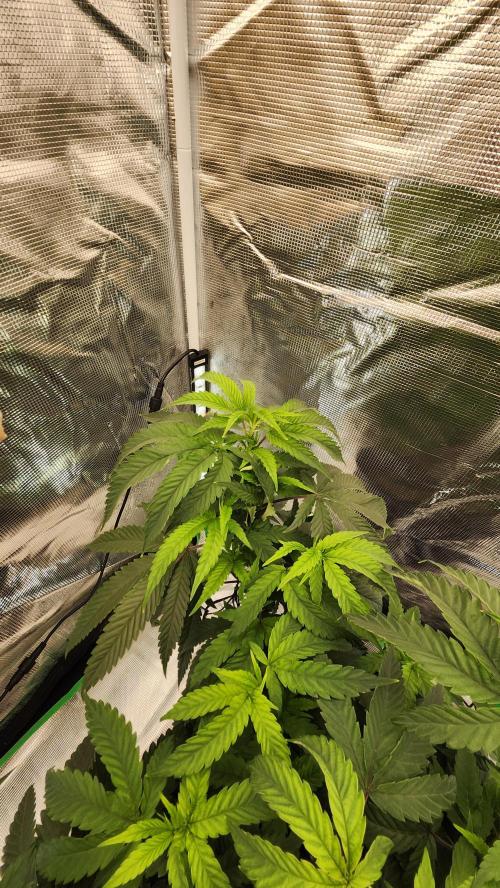 Grapeppy Grape!!. Week 17 - 01/26