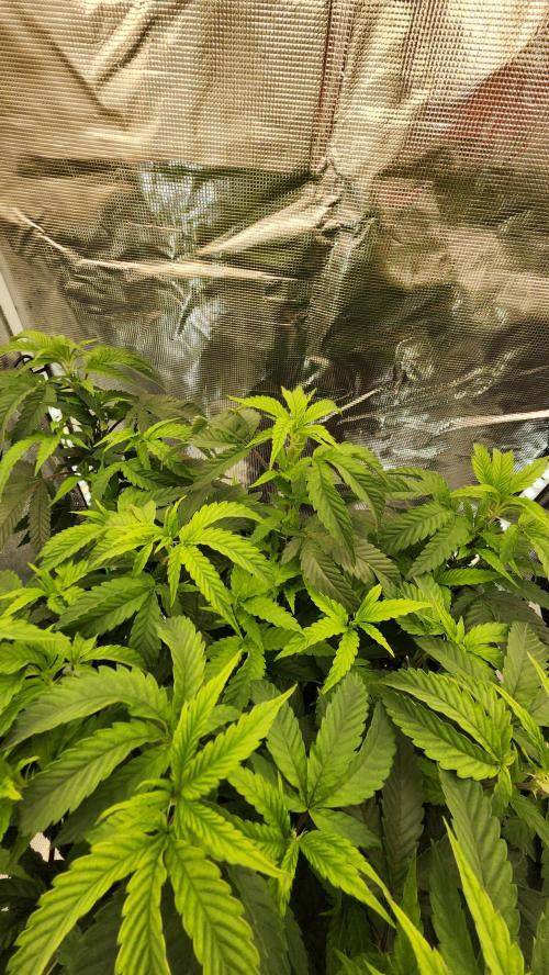 Grapeppy Grape!!. Week 17 - 01/26