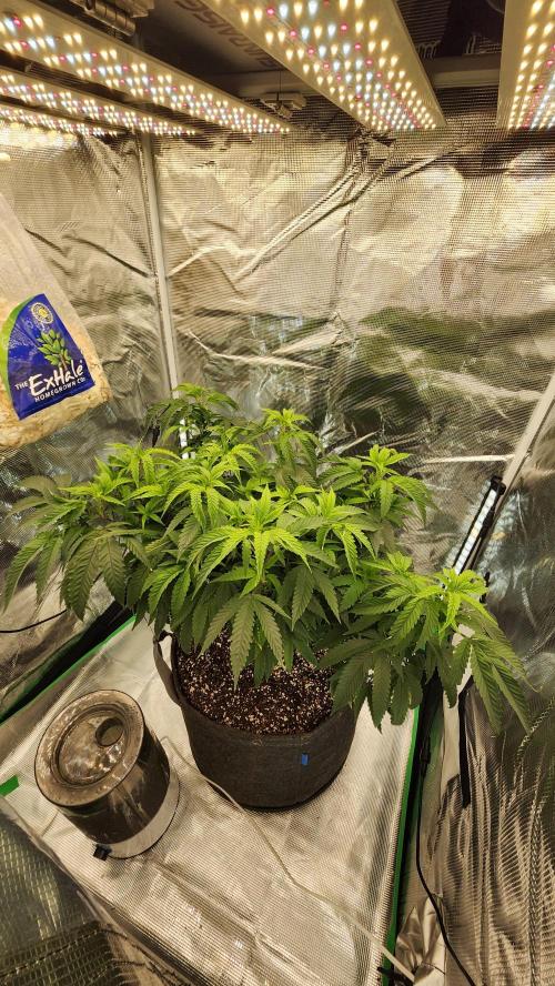 Grapeppy Grape!!. Week 17 - 01/26