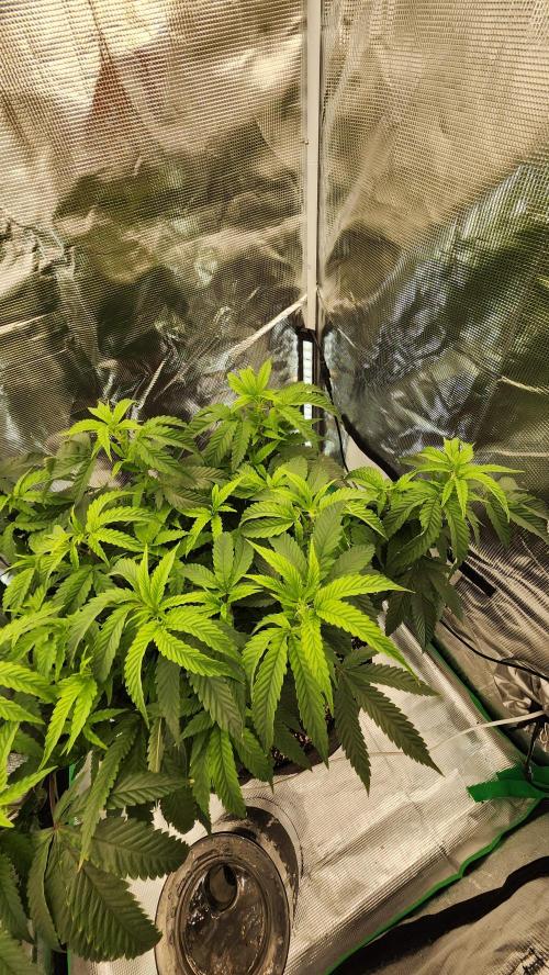 Grapeppy Grape!!. Week 17 - 01/2632