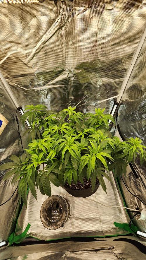 Grapeppy Grape!!. Week 17 - 01/26