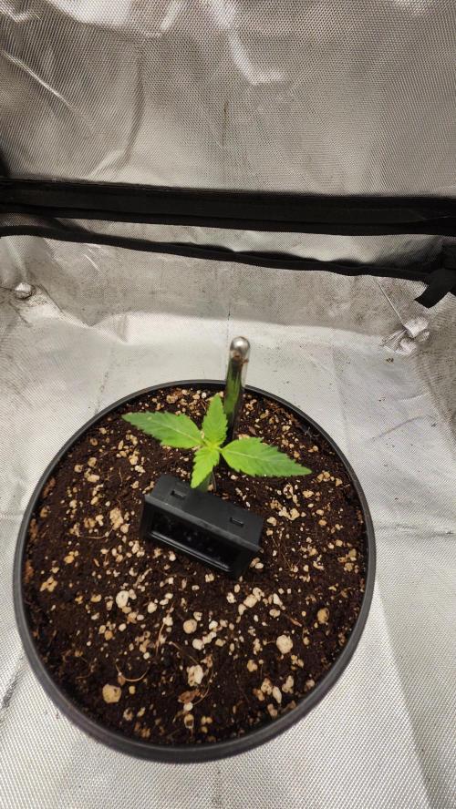 Defiant RDxO (Grow along  Redo). Week 0 - 01/26