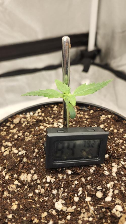 Defiant RDxO (Grow along  Redo). Week 0 - 01/26