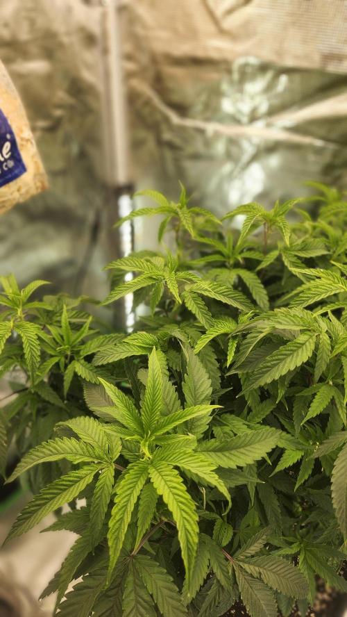 Grapeppy Grape!!. Week 17 - 01/31