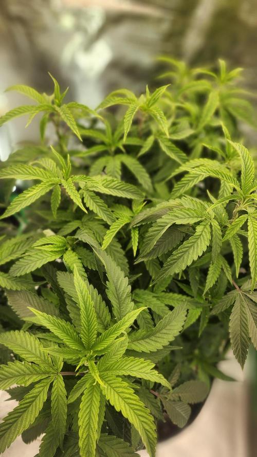 Grapeppy Grape!!. Week 17 - 01/31