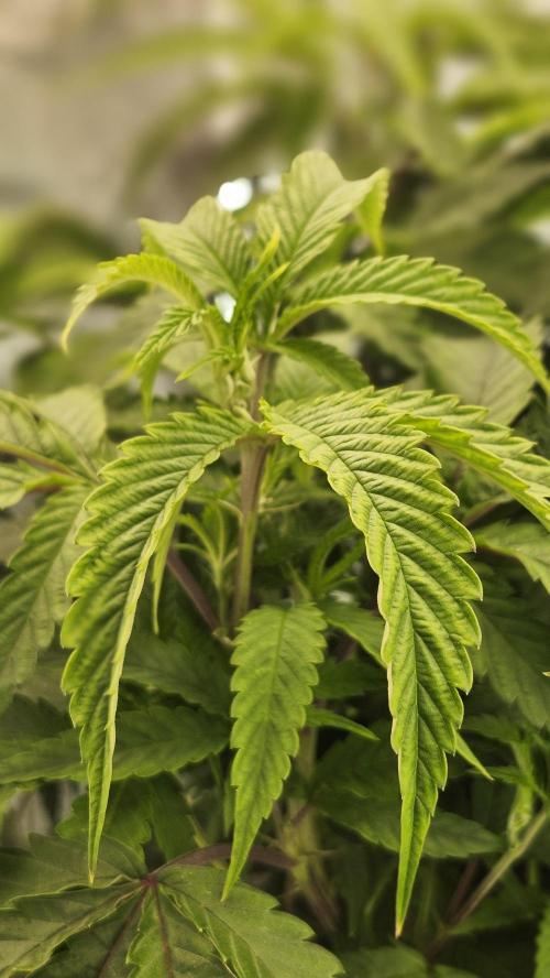 Grapeppy Grape!!. Week 17 - 01/31