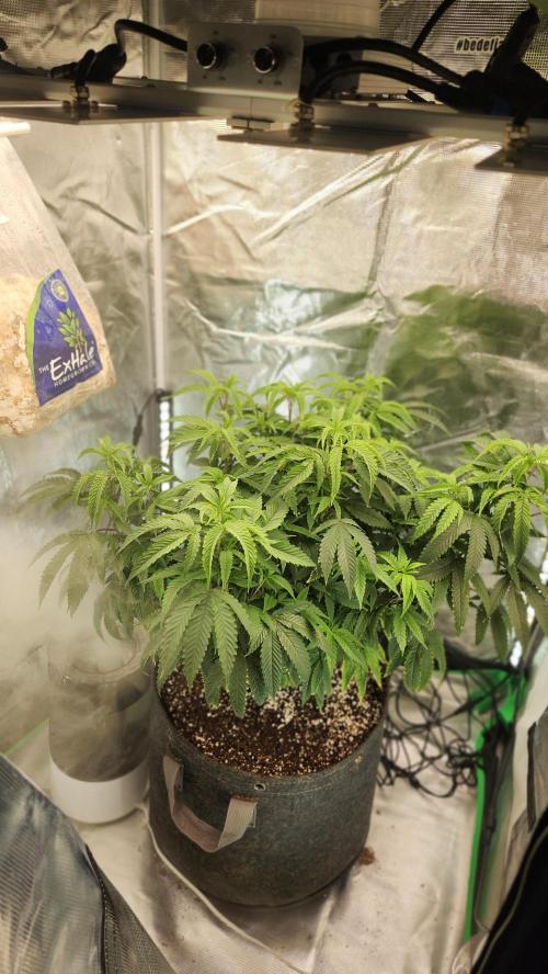 Grapeppy Grape!!. Week 17 - 01/31