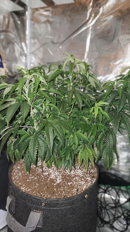 Grapeppy Grape!!. Week 17 - 01/31