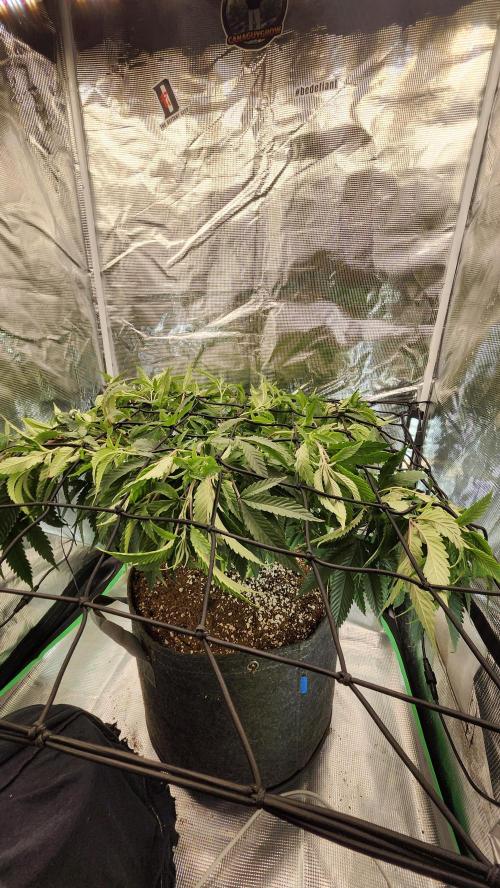 Grapeppy Grape!!. Week 17 - 01/31