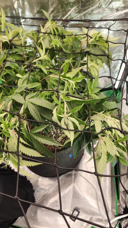 Grapeppy Grape!!. Week 17 - 01/31