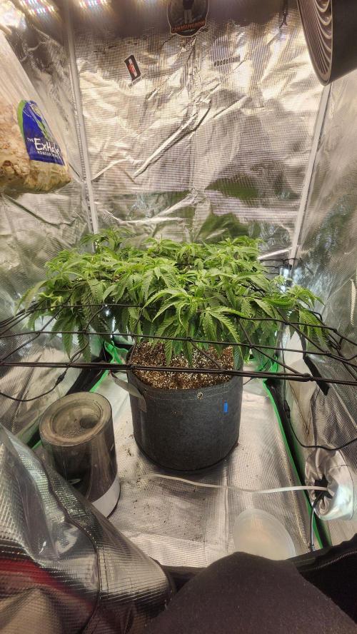 Grapeppy Grape!!. Week 17 - 01/31