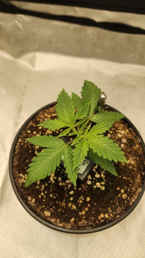 Defiant RDxO (Grow along  Redo). Week 0 - 01/31