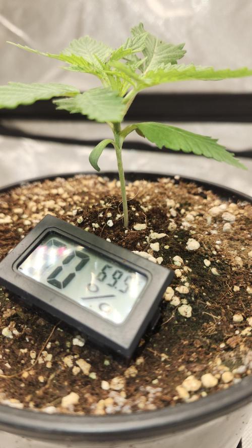 Defiant RDxO (Grow along  Redo). Week 0 - 01/31