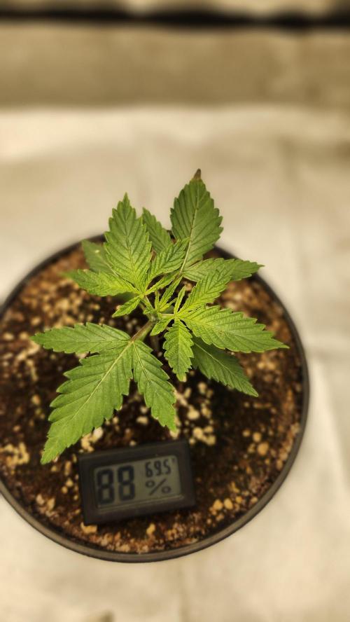 Defiant RDxO (Grow along  Redo). Week 0 - 01/31