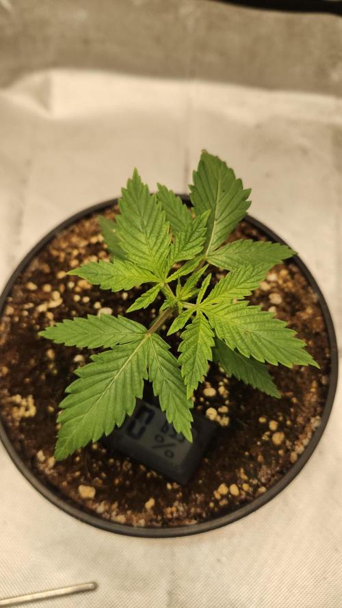 Defiant RDxO (Grow along  Redo). Week 0 - 01/31