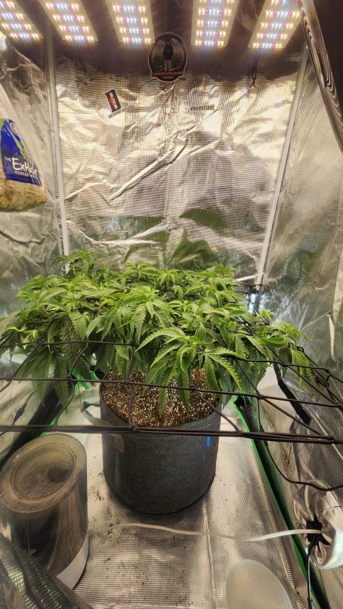 Grapeppy Grape!!. Week 18 - 01/31