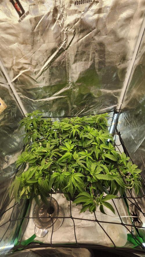 Grapeppy Grape!!. Week 18 - 01/31