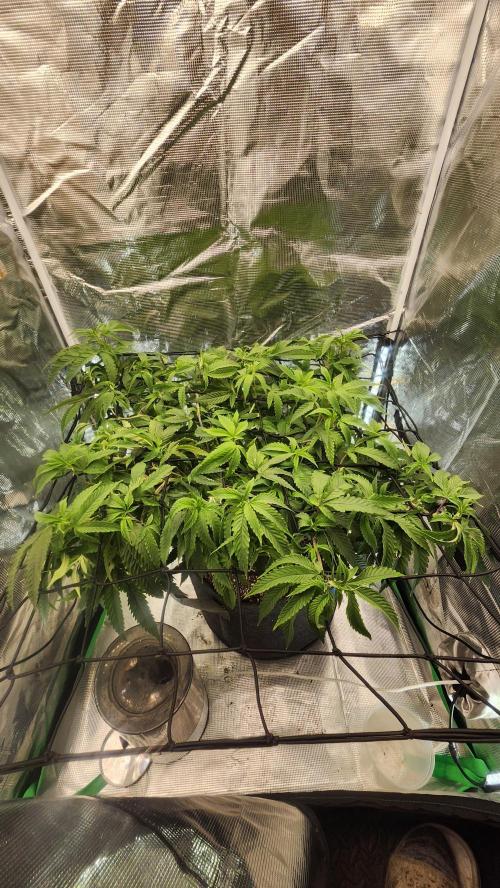 Grapeppy Grape!!. Week 18 - 01/31