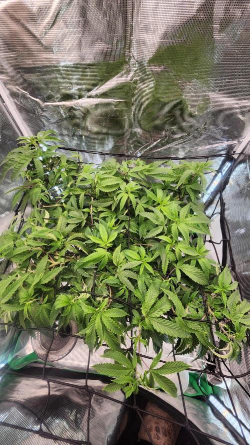 Grapeppy Grape!!. Week 18 - 01/31