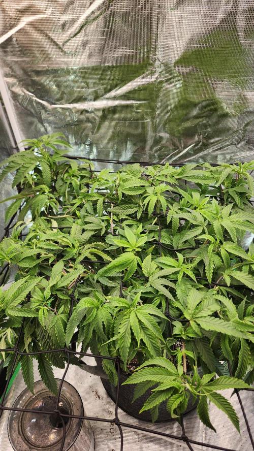 Grapeppy Grape!!. Week 18 - 01/31