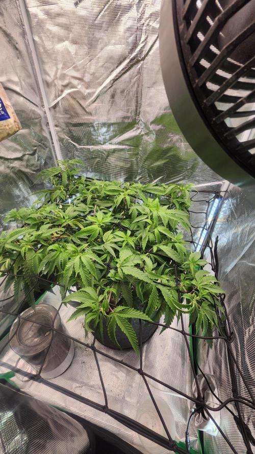 Grapeppy Grape!!. Week 18 - 01/31