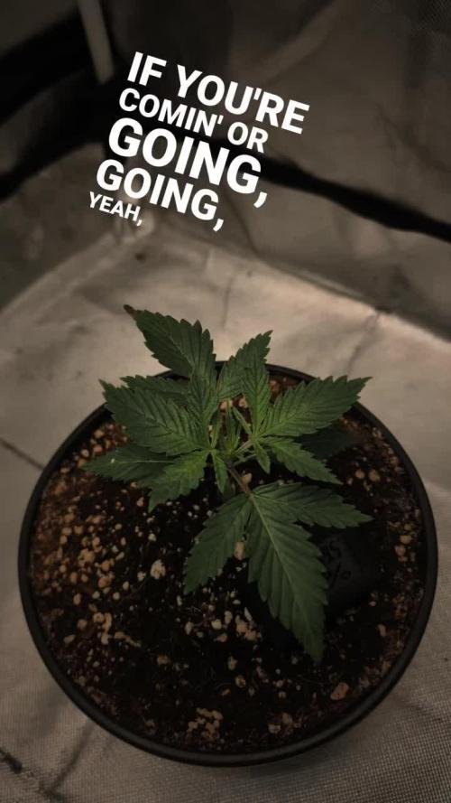 Defiant RDxO (Grow along  Redo)