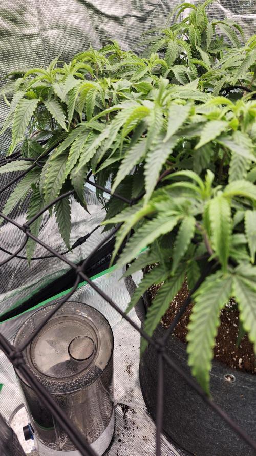 Grapeppy Grape!!. Week 18 - 02/04