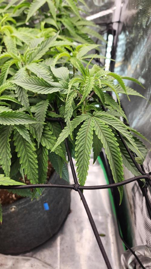 Grapeppy Grape!!. Week 18 - 02/04