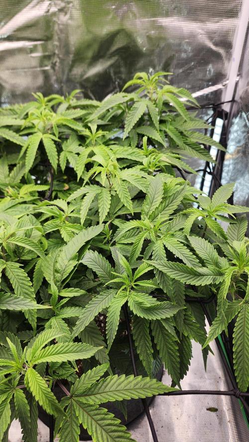 Grapeppy Grape!!. Week 18 - 02/04