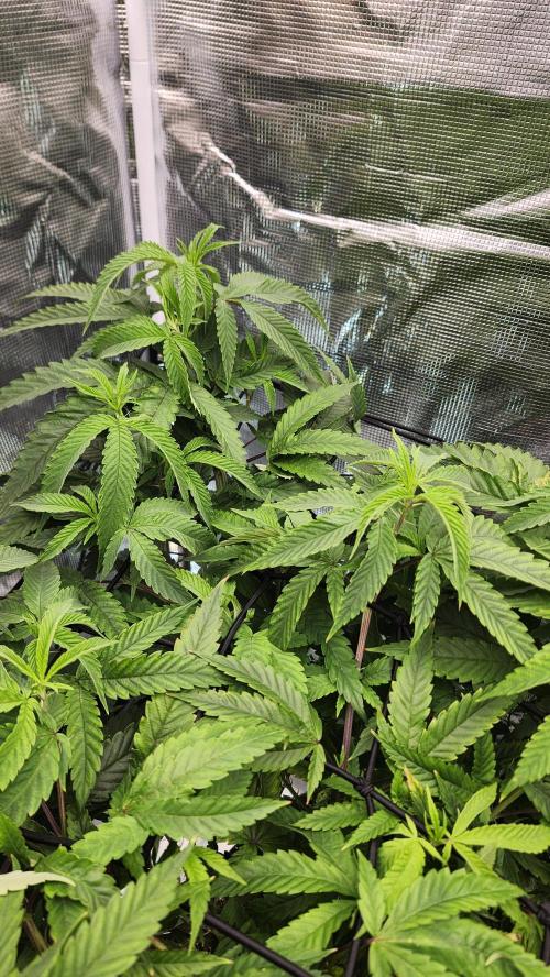 Grapeppy Grape!!. Week 18 - 02/04