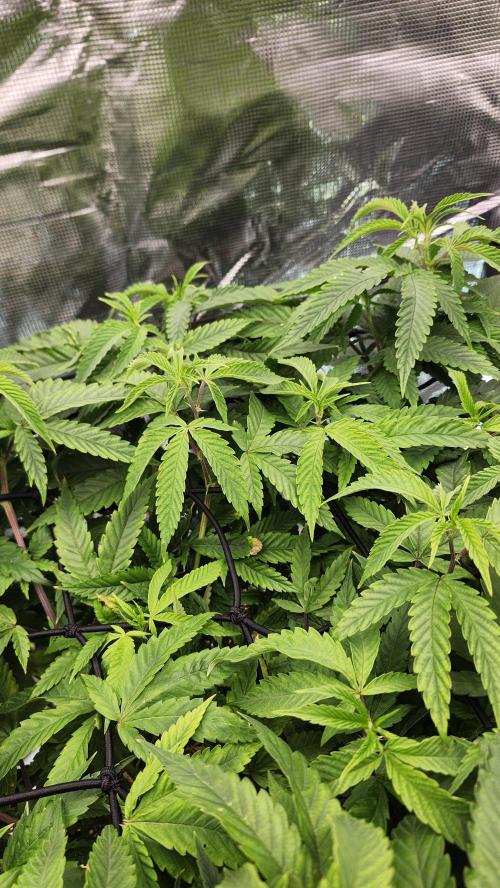 Grapeppy Grape!!. Week 18 - 02/04