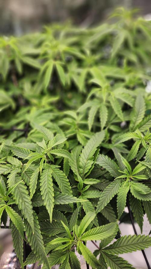 Grapeppy Grape!!. Week 18 - 02/04