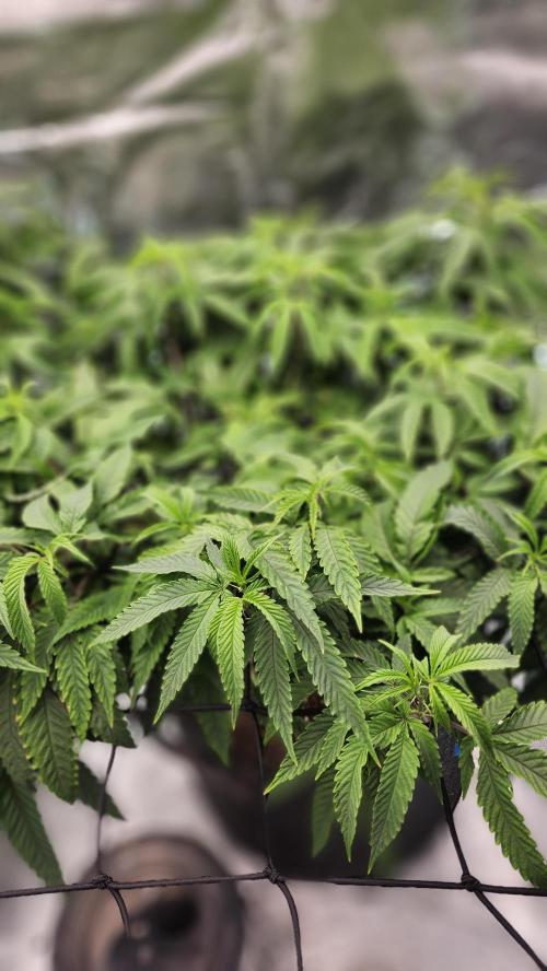 Grapeppy Grape!!. Week 18 - 02/04