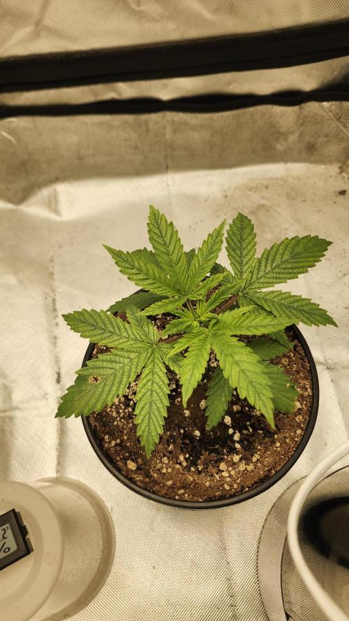 Defiant RDxO (Grow along  Redo). Week 0 - 02/04