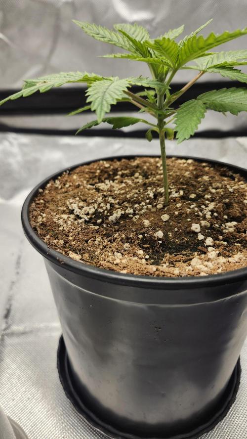 Defiant RDxO (Grow along  Redo). Week 0 - 02/04