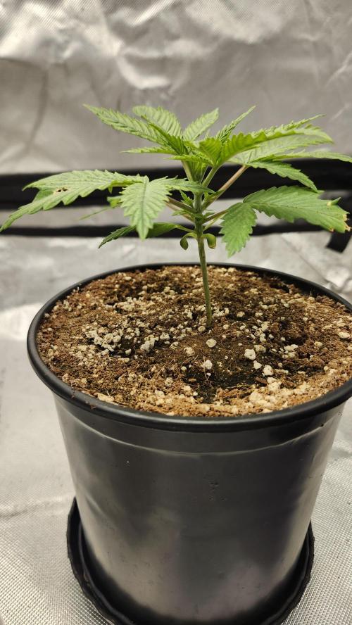 Defiant RDxO (Grow along  Redo). Week 0 - 02/04