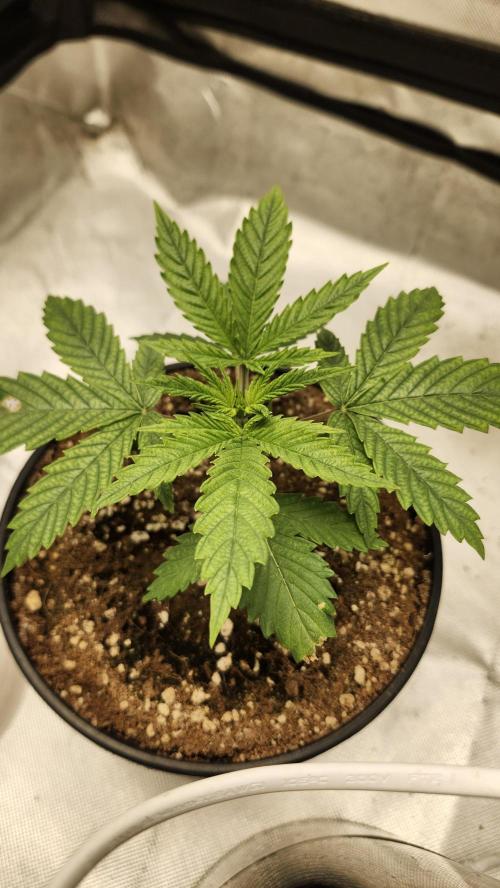 Defiant RDxO (Grow along  Redo). Week 0 - 02/04