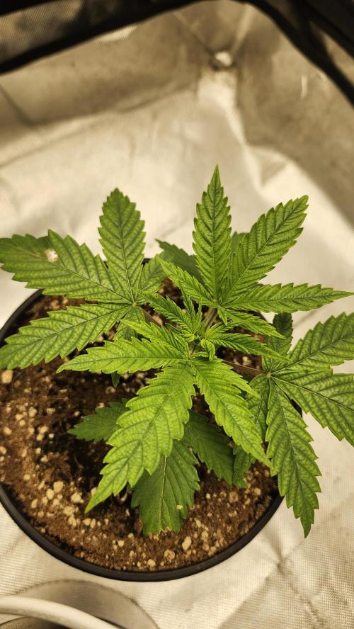 Defiant RDxO (Grow along  Redo). Week 0 - 02/04