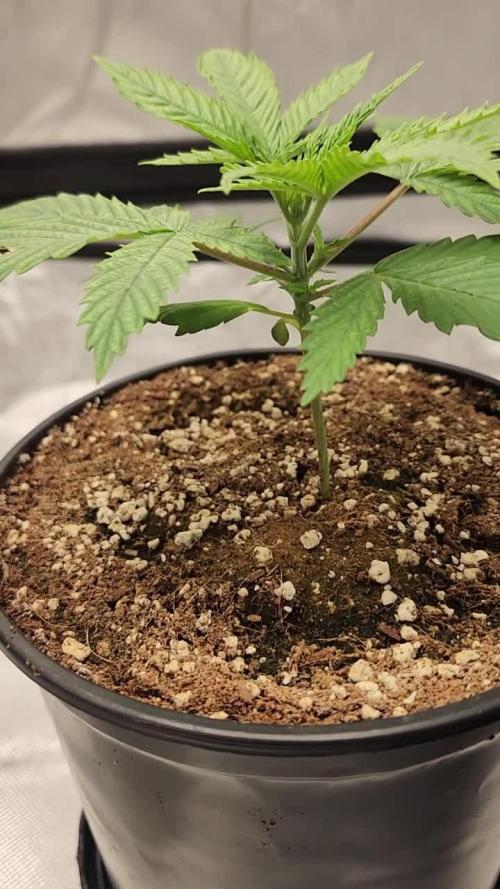 Defiant RDxO (Grow along  Redo)