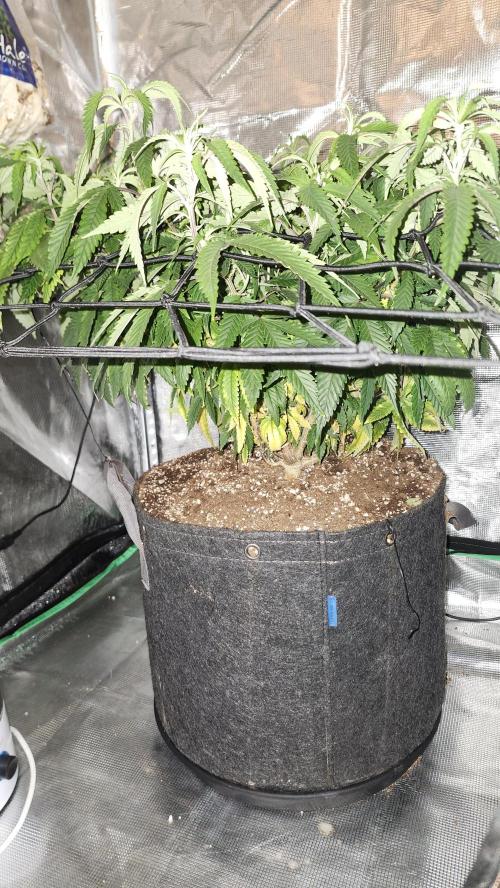 Grapeppy Grape!!. Week 19 - 02/07