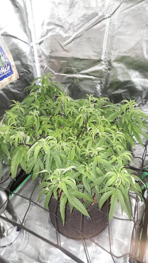 Grapeppy Grape!!. Week 19 - 02/07