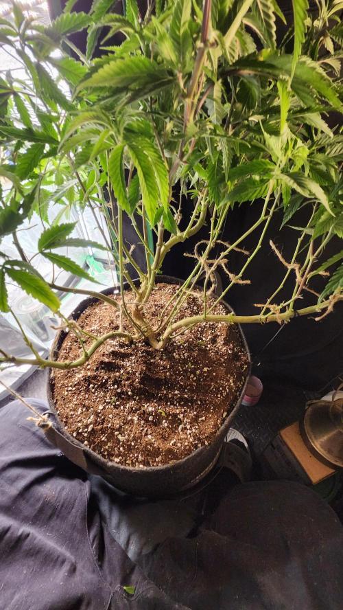 Grapeppy Grape!!. Week 19 - 02/07