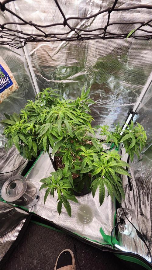 Grapeppy Grape!!. Week 19 - 02/07